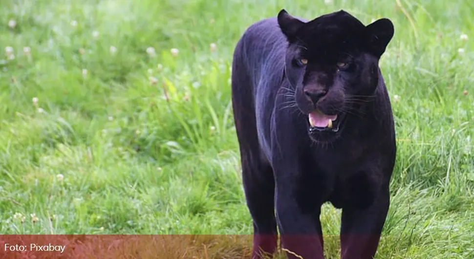 Crni leopard.webp